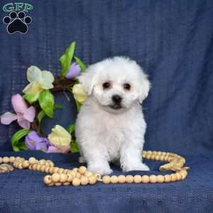 Cadbury (Tiny), Bichon Frise Puppy